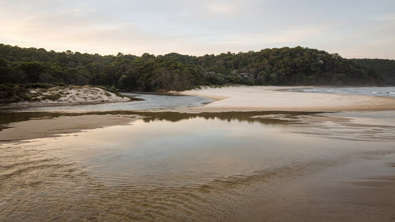 Generated illustration of a quiet river mouth meeting a pale temperate beach with forested dunes, in the character of Pambula.