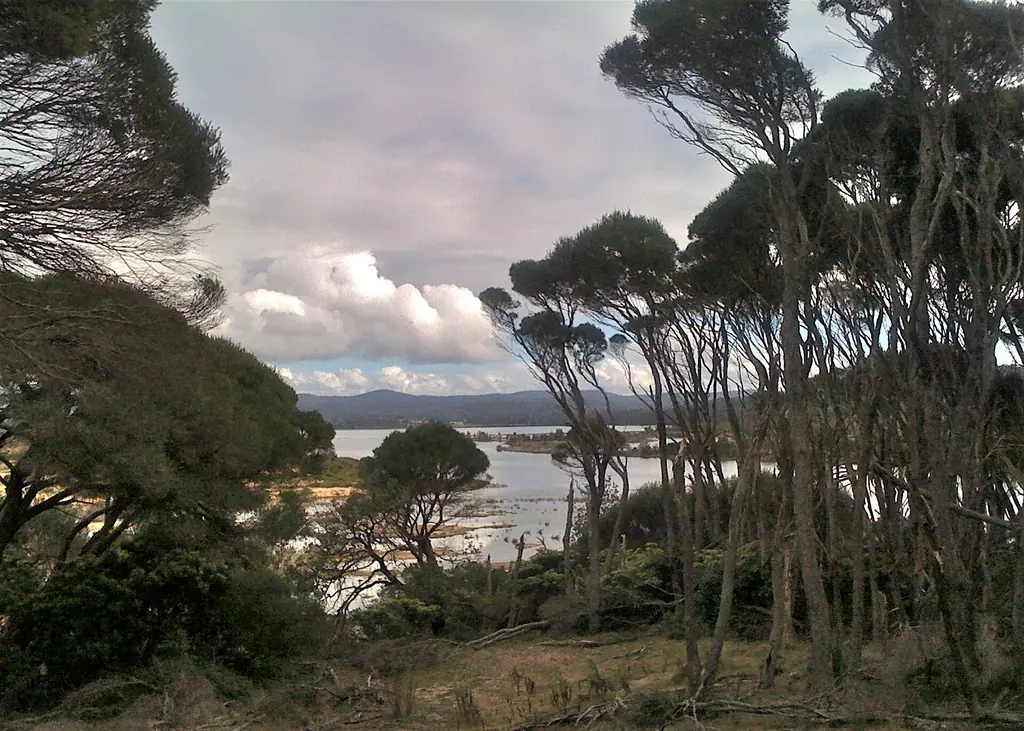 View to Wallagoot Lake through the forest of Bournda National Park
