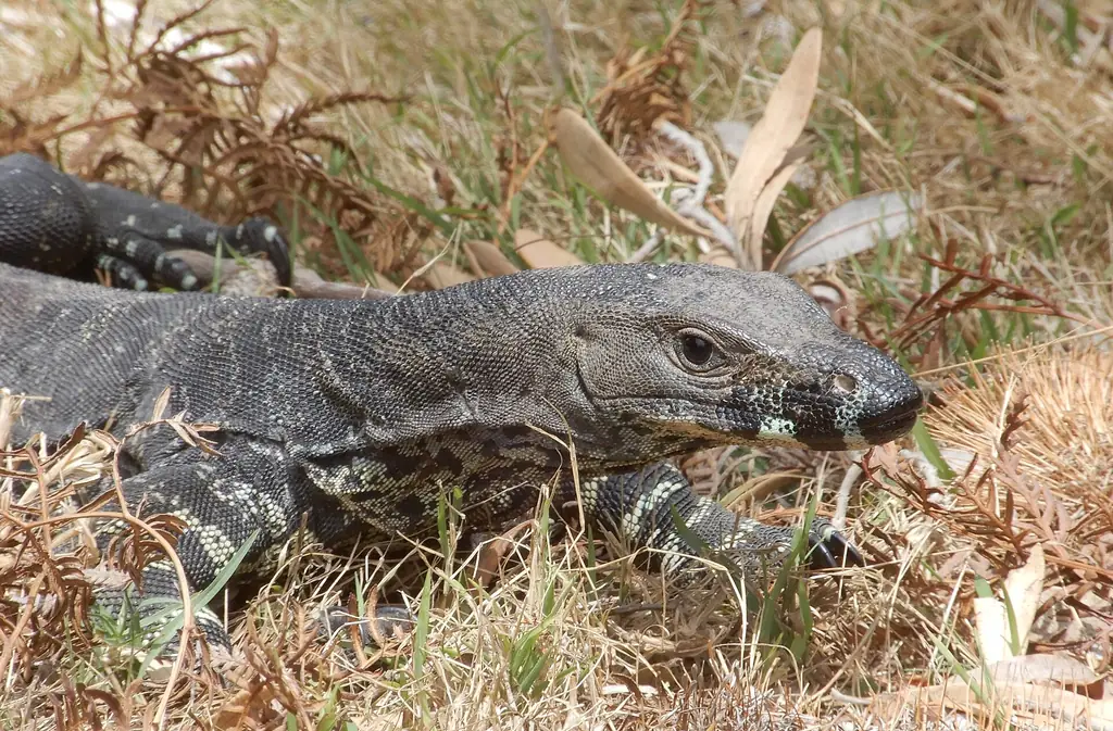 A lace monitor (goanna) at Gillards Beach, Mimosa Rocks National Park