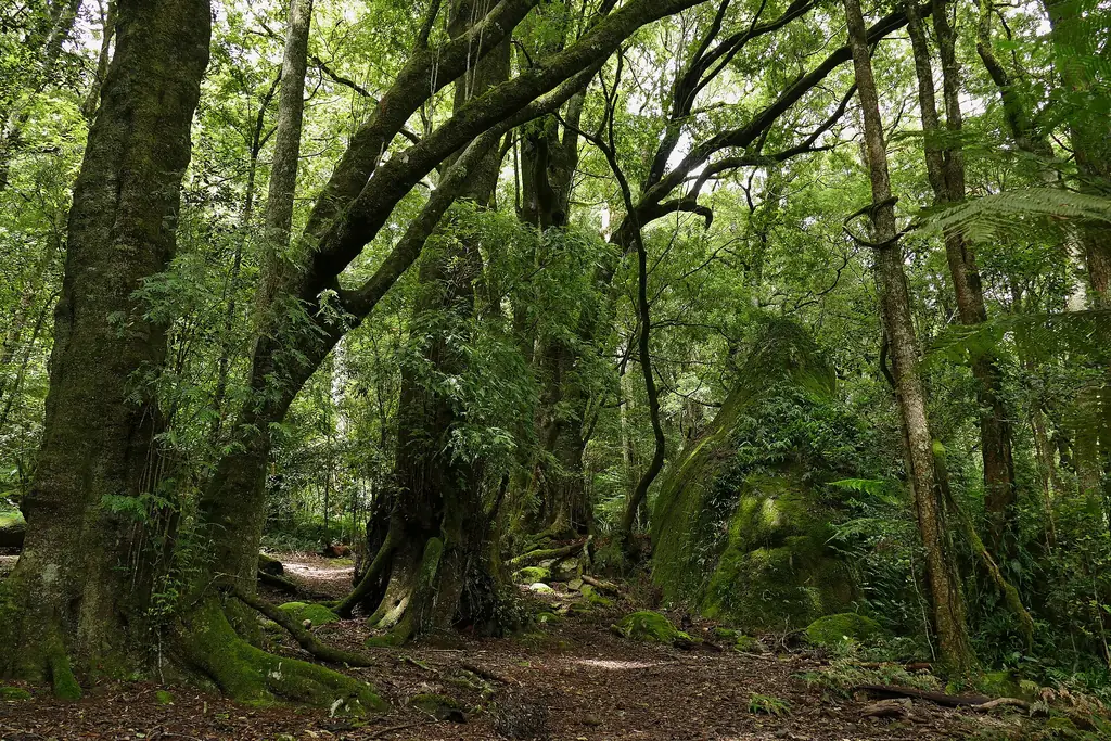 Temperate rainforest near the summit of Gulaga (Mount Dromedary)