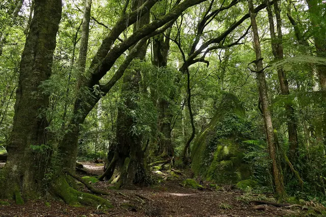 Temperate rainforest near the summit of Gulaga (Mount Dromedary)
