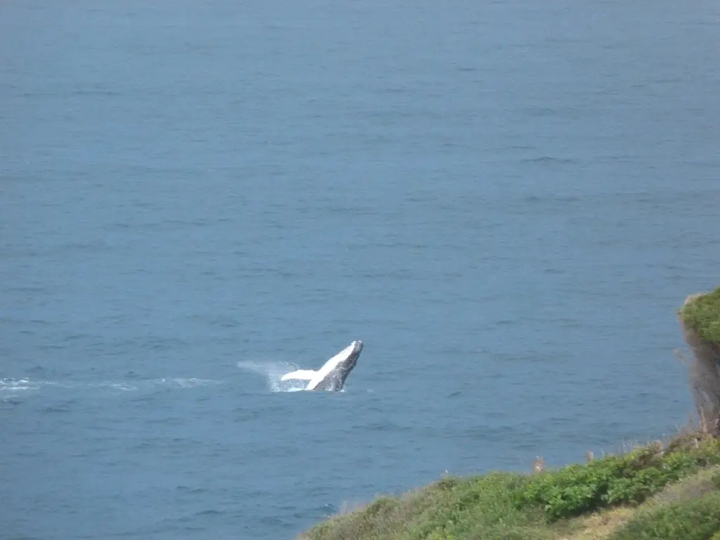 Humpback whale off Merimbula, New South Wales