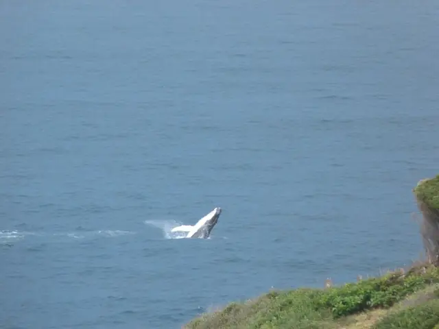 Humpback whale off Merimbula, New South Wales