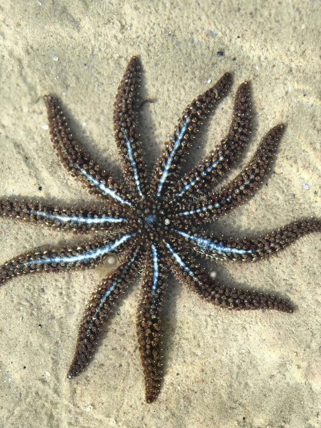 A starfish in the shallow clear water of Merimbula Lake