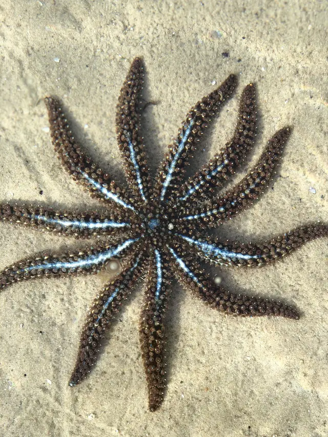 A starfish in the shallow clear water of Merimbula Lake