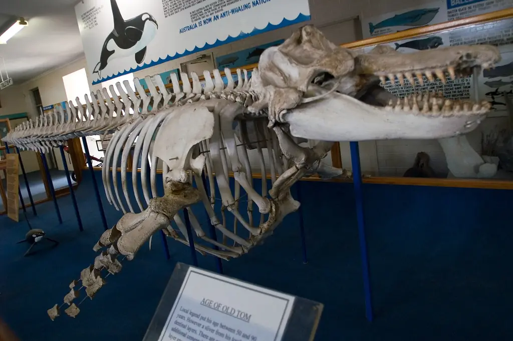 The skeleton of Old Tom, the famous killer whale of Eden, at the museum