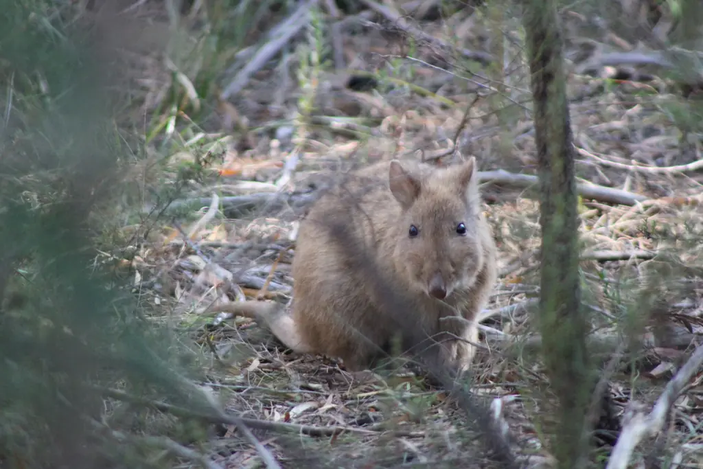 A long-nosed potoroo, the species that gives Potoroo Palace its name