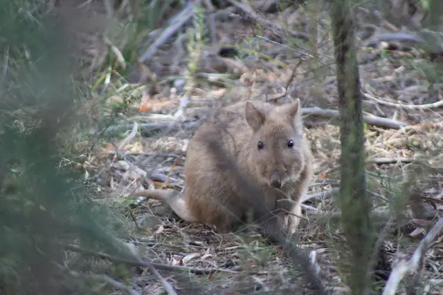 A long-nosed potoroo, the species that gives Potoroo Palace its name
